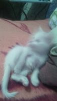 Лот: 4692820. Фото: 4. Белый котенок в самые ласковые... Красноярск