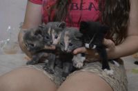 Лот: 6842895. Фото: 6. Отдам в хорошие руки котят!