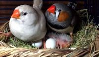 Лот: 10067476. Фото: 4. Амадины (молодая готовая пара... Красноярск