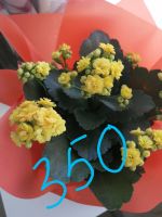 Лот: 15426065. Фото: 3. Цветущие. Растения и животные