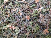 Лот: 16689925. Фото: 2. Саган Дайля 100 г. есть опт. Продукты