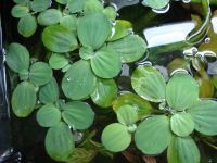 Лот: 7073117. Фото: 2. Пистия Pistia stratiotes. Аквариумистика