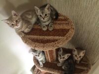 Лот: 5678880. Фото: 4. Британские мраморные котята. Красноярск