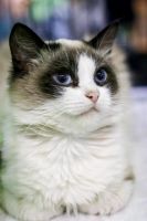 Лот: 5668486. Фото: 2. Коты на выбор,бесплатно!. Животные и уход