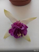 Лот: 8246202. Фото: 2. Фуксия "Квазар". Укорененный черенок... Комнатные растения и уход