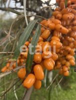 Лот: 25290987. Фото: 16. 3-комн. дом , СНТ Земледелец СНТ...