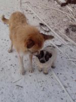 Лот: 6465643. Фото: 3. милый щенок. Растения и животные