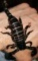 Лот: 4232667. Фото: 3. Императорский скорпион. Растения и животные