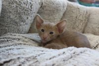 Лот: 20772037. Фото: 4. Ориентальные котята. Красноярск