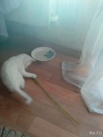 Лот: 9851752. Фото: 5. Котик белый