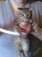 Лот: 2662144. Фото: 2. Котенок-тигренок Кэти с зелеными... Животные и уход