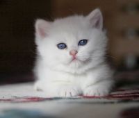 Лот: 11362824. Фото: 2. Британский котенок - мальчик 2... Животные и уход