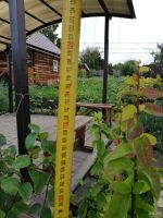 Лот: 13697685. Фото: 3. Барбарис Амурский. Для дачи, дома, огорода, бани, парка