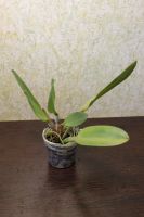 Лот: 15968058. Фото: 2. Орхидея Каттлея. Комнатные растения и уход