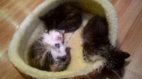 Лот: 7027407. Фото: 2. котята. Животные и уход