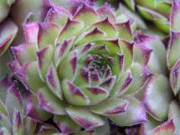 Лот: 1788760. Фото: 3. Каменная роза. Для дачи, дома, огорода, бани, парка