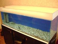 Лот: 2588384. Фото: 3. Аквариум 300л+тумба+рыбы+фильтр... Растения и животные