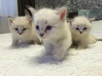 Лот: 5478349. Фото: 3. невские маскарадные котятки. Растения и животные