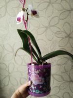 Лот: 22216743. Фото: 6. Орхидея фаленопсис