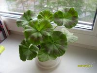 Лот: 2873755. Фото: 2. Сортовая герань (пеларгония... Комнатные растения и уход