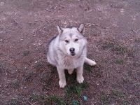 Лот: 3184330. Фото: 7. Щенок Маламута помесь