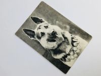 Лот: 23296609. Фото: 2. Восточноевропейская овчарка. Открытка... Открытки, билеты и др.
