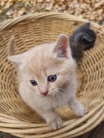 Лот: 25884152. Фото: 4. Котята. Красноярск