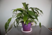 Лот: 20076798. Фото: 5. Спатифиллум узколистный с горшком...