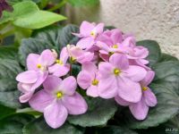 Лот: 10838011. Фото: 2. Фиалка Valeska Pink детка. Комнатные растения и уход
