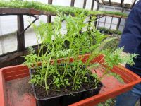 Лот: 7442616. Фото: 21. Продаем рассаду . Большой ассортимент...