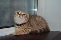 Лот: 4076241. Фото: 7. Шотландские котята из питомника...