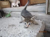 Лот: 4236516. Фото: 3. подарю котят от сиамской кошечки... Растения и животные