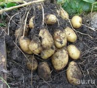 Лот: 14484715. Фото: 2. картофель сорт Тулеевский урожай... Продукты