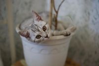 Лот: 9763726. Фото: 3. Британский Котенок (Британец). Растения и животные