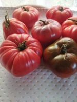 Лот: 23530080. Фото: 2. Помидоры Домашние ( Минусинские... Продукты