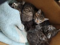 Лот: 16698849. Фото: 2. Котята. Животные и уход
