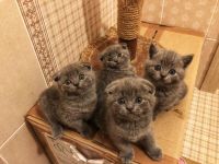Лот: 10801821. Фото: 5. шотландцы котята шотландские