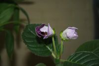 Лот: 4108535. Фото: 2. Глоксиния фиолетовая простая. Комнатные растения и уход