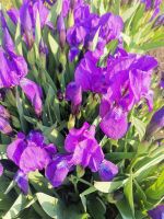 Лот: 20541049. Фото: 2. ирисы фиолетовые низкорослые. Семена, рассада, садовые растения