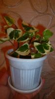 Лот: 5884088. Фото: 5. крестовник вариегатный (Senecio...