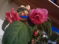 Лот: 96878. Фото: 2. Бальзамин. Комнатные растения и уход