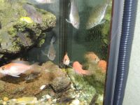 Лот: 8232664. Фото: 3. Аулонокара Блю Неон Хай Риф (самочки... Растения и животные