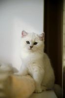 Лот: 4666813. Фото: 5. Экслюзив :) котенок 4 мес Британец...