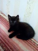 Лот: 6668909. Фото: 5. Хорошенький котик