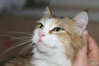 Лот: 8533243. Фото: 6. Canon 550D , китовый объектив...
