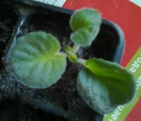 Лот: 3811093. Фото: 2. Фиалка Герцогиня, детка. Комнатные растения и уход