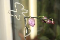 Лот: 4421973. Фото: 2. Орхидея фаленопсис (зацветает). Комнатные растения и уход