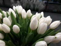 Лот: 16993368. Фото: 11. Тюльпаны оптом Darwi Snow Кемерово...
