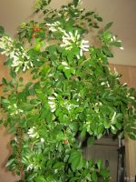 Лот: 12999412. Фото: 4. муррайя №36. Красноярск