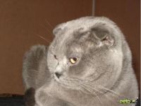 Лот: 5041073. Фото: 5. Продаются Шотланские прямоухие...